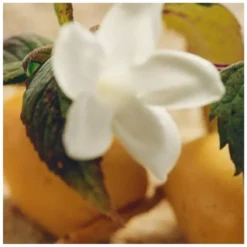 Chloé Nomade Jasmin Naturel Intense EDP 50 Ml 10 Chloé Nomade Jasmin Naturel Intense EDP 50 Ml -Clinique Salgsbutik chloe nomade jasmin naturel intense edp 50 ml 1676361208