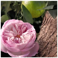 Chloé Signature Rose Naturelle Intense EDP 50 Ml -Clinique Salgsbutik chloe signature rose naturelle intense edp 50 ml 1665041546