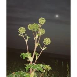 L:A Bruket 286 Hand & Body Wash 450 Ml - Angelica -Clinique Salgsbutik la bruket 286 hand body wash 450 ml angelica 1679315233