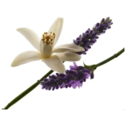 Yves Saint Laurent YSL Libre For Her EDP 50 Ml 11 Yves Saint Laurent YSL Libre For Her EDP 50 Ml -Clinique Salgsbutik ysl libre for her edp 50 ml 1581340094